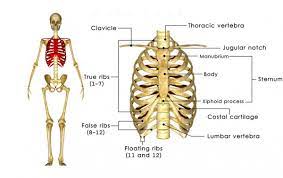 Find a great range of human body pictures and anatomy diagrams here at science for kids. 5 158 Rib Cage Stock Photos Images Download Rib Cage Pictures On Depositphotos