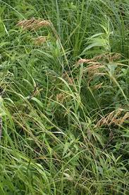 The individual plan costs $0.99 per unit sold, and the professional plan costs $39.99 per month no matter how many units you sell. Bromus Ciliatus Fringed Brome Prairie Moon Nursery
