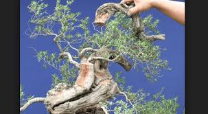 Cara Mengatasi Bonsai Kering Menguning Bennisobekti Com