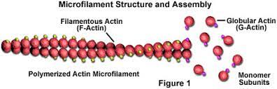 It also carries the genes that have hereditary information of the cell. Molecular Expressions Cell Biology Microfilaments