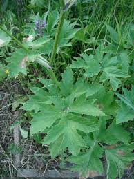 Image result for Heracleum