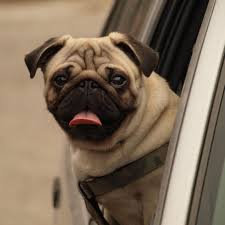 Image result for pug