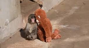 Vídeo: Macaquinho que tinha pelúcia como única companhia é acolhido pelo bando