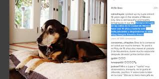 Salma opened up to ellen degeneres about her daughter as well. Salma Hayek S Dogs Crash Wedding Celebrities Celebretainment Com