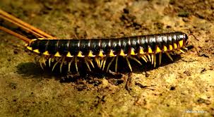 Black And Yellow Millipede North Carolina Black And Yellow Millipede My Beautiful World
