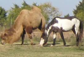 Committees, due to their reliance on several different opinions and viewpoints, produce results that are fragmented, inefficient, or of poor quality, especially compared to the work of a single individual or a small team. Best Of Craigslist Camel Or Whatever That Other Animal Is Not Included Horse Nation
