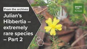 Image result for Malaxis schliebenii