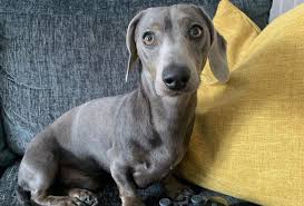 Maybe you would like to learn more about one of these? Dachshund Colors Get To Know The Rare And Most Loved K9 Web