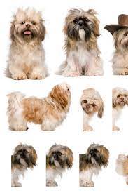 Group Montage Of Shih Tzu 3 Years Old Against White Background Shihtzu Shih Tzu Dogs Animals