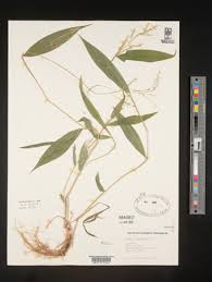 Image result for Setaria homonyma