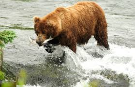 Most destinations in katmai national park & preserve are directly accessed via air taxi flights from anchorage, dillingham, homer, king salmon, kodiak, and other nearby alaska towns and villages. How To Get To Katmai National Park Katmai Water Taxi Services