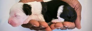 No puppies available at this time. F1 Mini Sheepadoodle Puppies Briarwood Virginia Washington Dc S Premier Sheepadoodles Bernedoodles