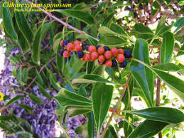 Image result for Citharexylum