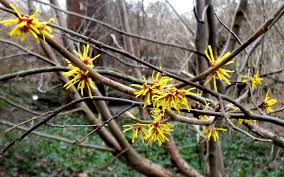Image result for Hamamelis mollisi