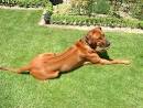 Rhodesian Ridgeback Dog Breed Profile | Petfinder