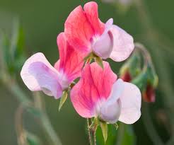 Image result for Lathyrus odoratus