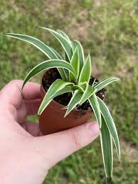 Image result for Chlorophytum comosum