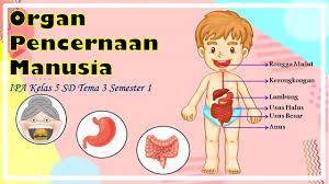 Check spelling or type a new query. Organ Pencernaan Manusia Sistem Pencernaan Manusia Ipa Kelas 5 Sd Tema 3 Semester 1 Youtube
