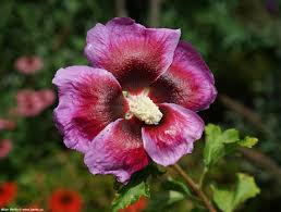 Image result for Hibiscus barbosae