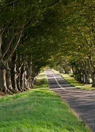 Road with trees on both sides. Why Are Rows Of Trees On Both Sides Of A Road Growing Towards Each Other Quora