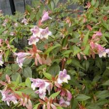 Image result for Justicia engleriana