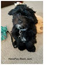 They tend to be quiet and absolutely love to play! Havapoo Puppy Breeder Havapoo Puppies For Adoption Petite Joie Puppies
