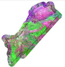 Image result for Tricliceras lanceolatum