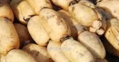 Check spelling or type a new query. Rizom Dan Akar Lotus Apa Khasiatnya Anim Agro Technology