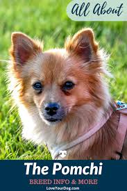 Pomeranian Chihuahua Mix Pomchi Breed Information Puppy Costs In 2020 Pomeranian Chihuahua Mix Pomeranian Chihuahua Chihuahua Mix Puppies