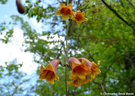 Image result for Bignonia capreolata