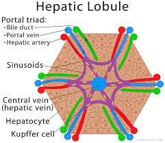 The liver is bounded by a connective tissue capsule which extends into its substance as highly branched septae. Pin On Anatomy