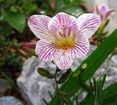 Striped Fressia Fragrant Plant September Flowers Freesia Flowers