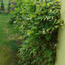 Impact of an exotic vine clematis vitalba (f. Buy Old Man Beard Clematis Vitalba 20 Seeds Online Seeds Hobbyseeds Store