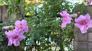 Image result for Podranea