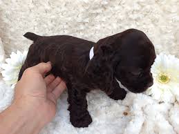 American Cocker Spaniel Puppy Black And White Pin By Debbie Caruso On Animals Cute Puppy Pictures Chocolate Cocker Spaniel Cocker Spaniel Puppies