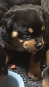 Find rottweiler puppies for sale with pictures from reputable rottweiler breeders. Rottweiler Puppies 350 Sandy Hook Ky General Items Eastern Kentucky Ky Shoppok
