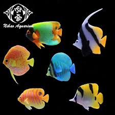 Bettas are vibrant colored fish with long flowing fins and are very popular among aquarists. Aquarium Tank Fake Betta Fish Guppy Marine Fish Decoration Floating Accessories Buy Fake Fish Aquarium Floating Floor Accessories Fake Fish For Display Product On Alibaba Com