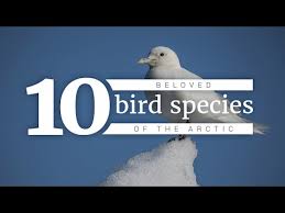 Bird Of Prey That Feeds On Fish Crossword Clue Birds Of The North 22 Arctic Birds And Seabirds