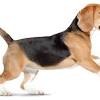 180 transparent png of doge. 1