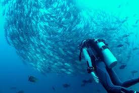 Getting certified is essential when you dive. How To Get Scuba Certified A Step By Step Guide 2021