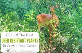 Use these vines on a fence around a garden area with plants deer like, and you might discourage browsing. 85 Deer Resistant Plants For Your Garden Get Busy Gardening