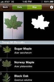 Use This App To Help Identify Potentially Dangerous Plants In The Forest Field Guide Tree Study App