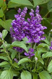 Salvia Farinacea Violet Candle Violet Candle Mealy Sage Salvia Plants Mail Order Plants