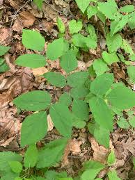 Image result for Hylodesmum repandum