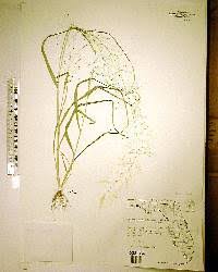 Image result for Sporobolus tenuissimus