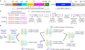 Dna Melting Initiates The Rag Catalytic Pathway Nature