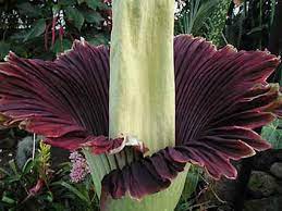 Corpse Flower Stink Lures Swarms Of Flies Humans Corpse Flower Flowers Flower Pictures