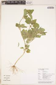 Image result for Justicia matammensis