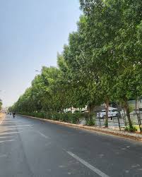 Image result for Conocarpus