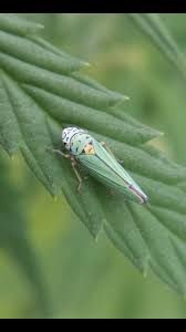 Résultat de recherche d'images pour "leaf hoppers"